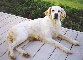 English Setter Dog Pictures