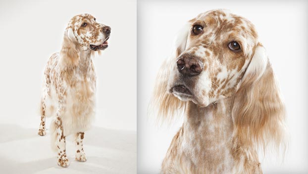 English Setter Dog Pictures