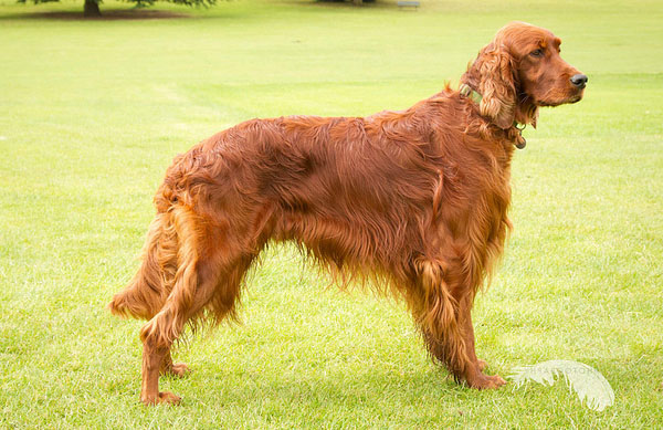 English Setter Dog Temperament