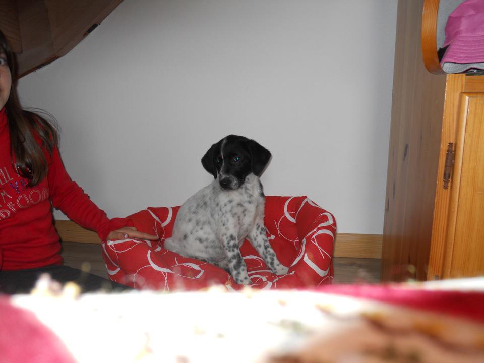 English Setter Dog Temperament