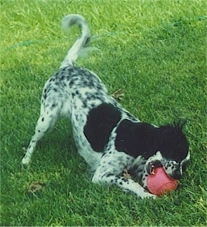 English Setter Dog Temperament