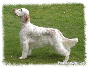 English Setter Dog Temperament