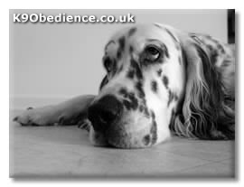 English Setter Dog Temperament