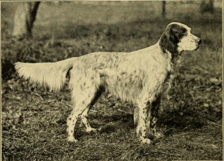 English Setter Dog Temperament