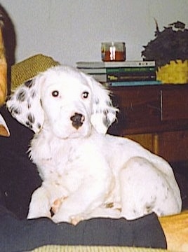 English Setter Dog Temperament