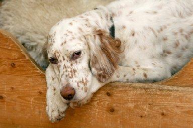 English Setter Dog Temperament