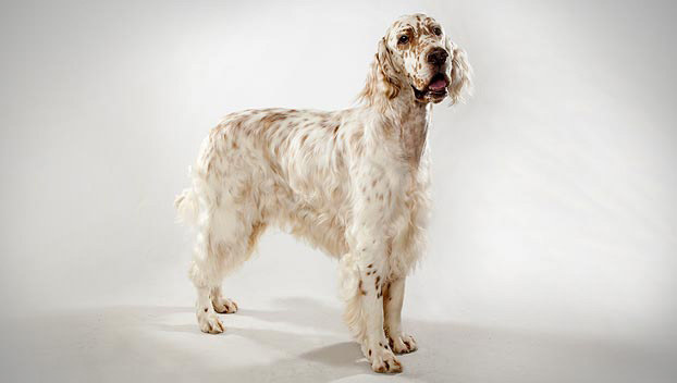 English Setter Dogs 101