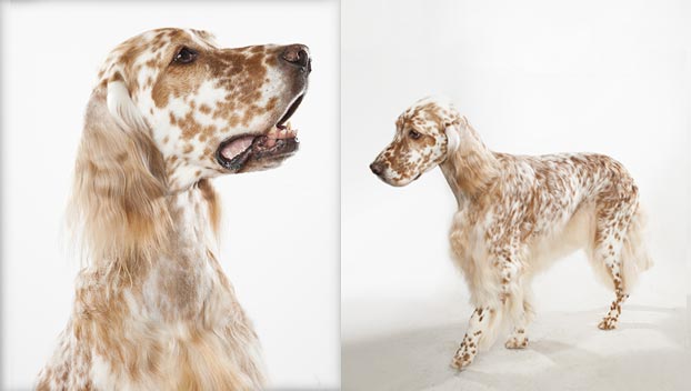 English Setter Dogs 101