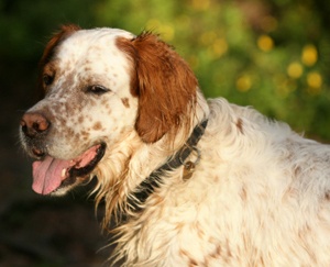 English Setter Dogs 101