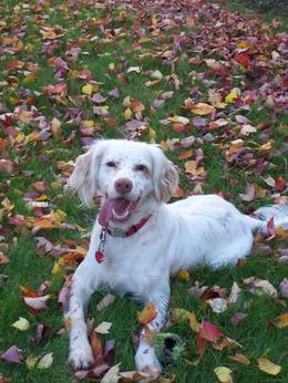 English Setter Dogs 101