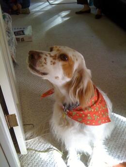 English Setter Dogs 101