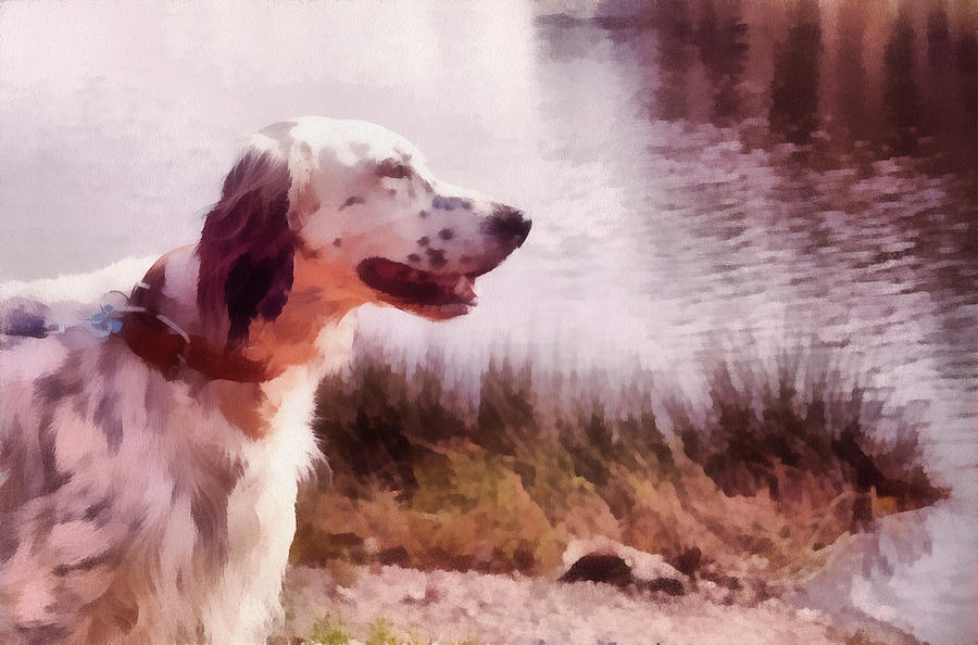 English Setter Hunting