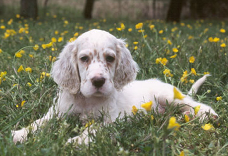 English Setter Pictures