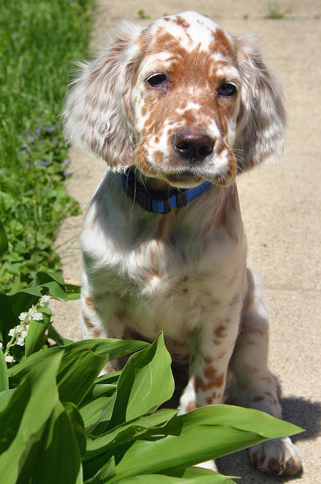 English Setter Pictures