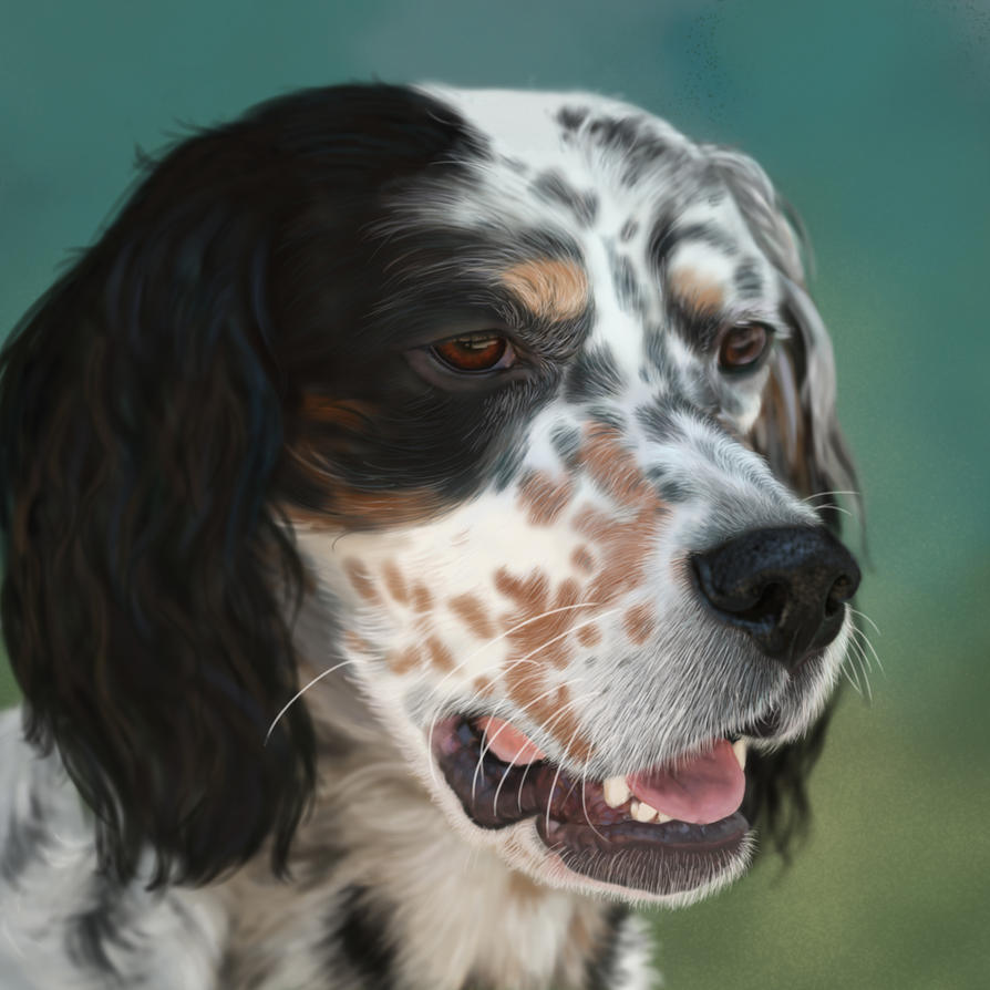 English Setter Pictures