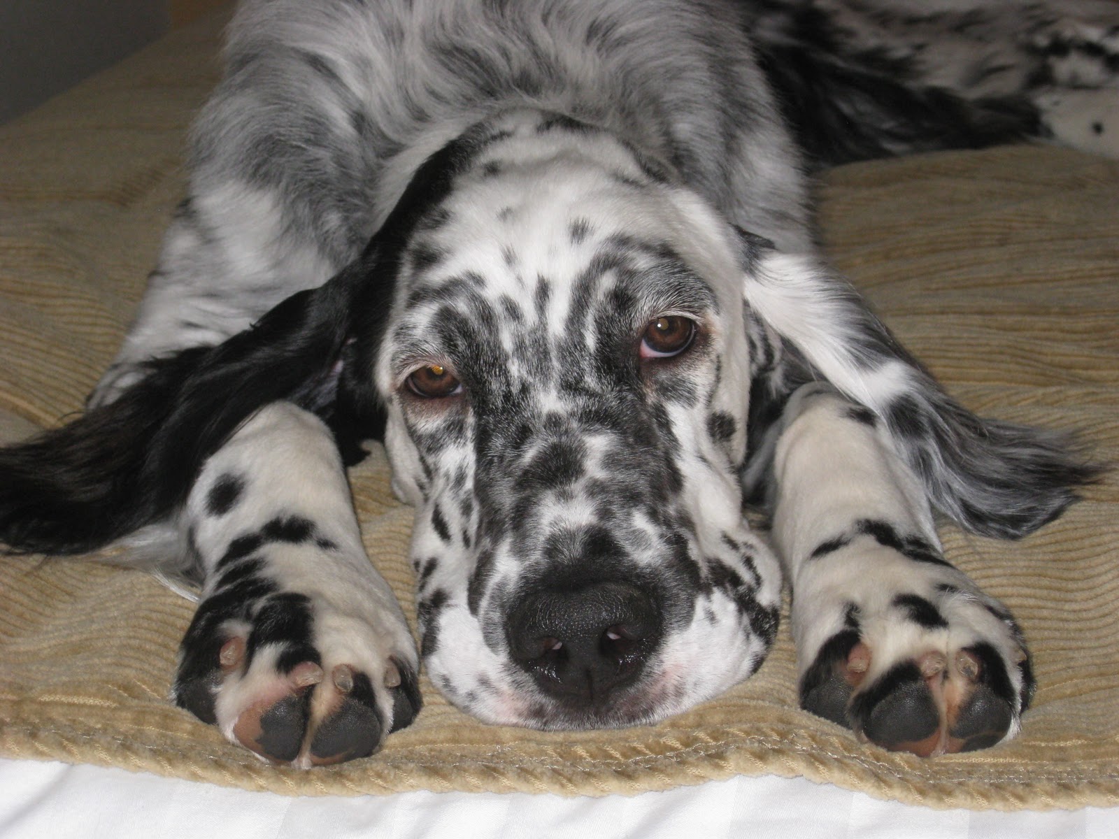 English Setter Puppies