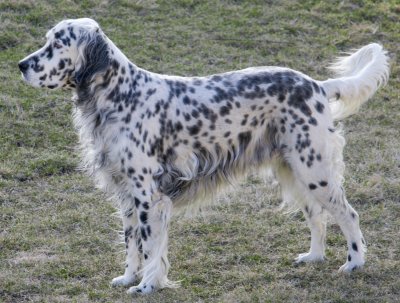 English Setter Puppies