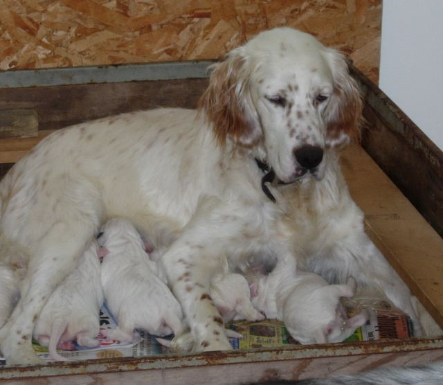 English Setter Puppies