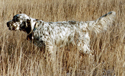 English Setter Puppies