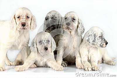 English Setter Puppies