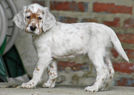 English Setter Puppies