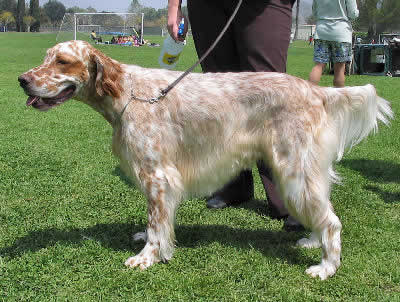 English Setter Puppies For Adoption