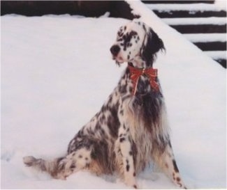 English Setter Puppies For Sale