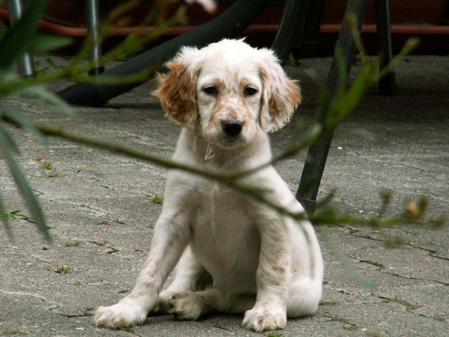 English Setter Puppies For Sale