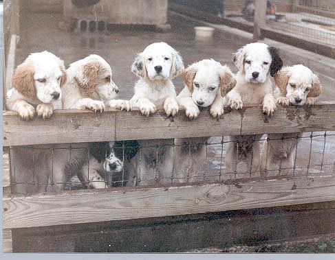 English Setter Puppies For Sale