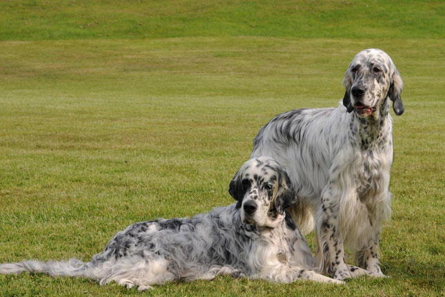 English Setter Puppies For Sale