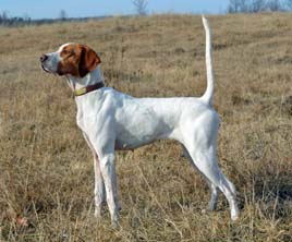 English Setter Puppies For Sale In Georgia