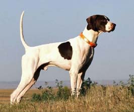 English Setter Puppies For Sale In Georgia