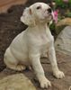 English Setter Puppies For Sale In Ohio