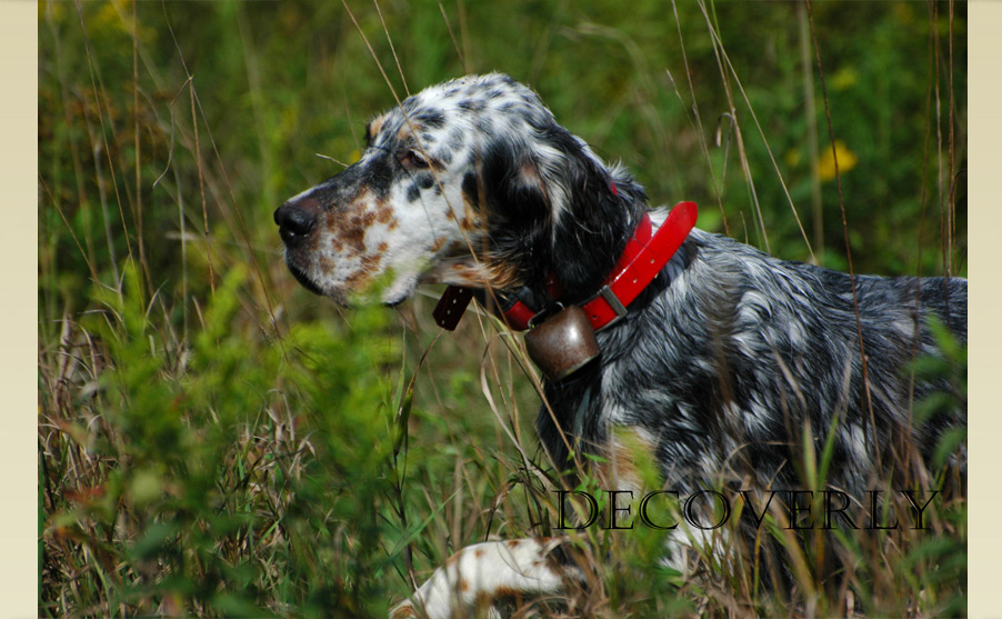 English Setter Puppies For Sale In Pa