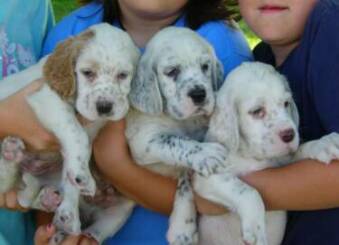 English Setter Puppies For Sale Michigan