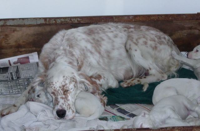 English Setter Puppies For Sale Michigan