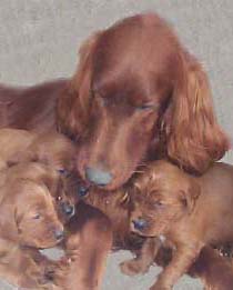 English Setter Puppies For Sale Michigan