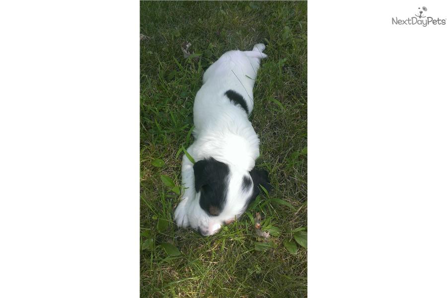 English Setter Puppies For Sale Price