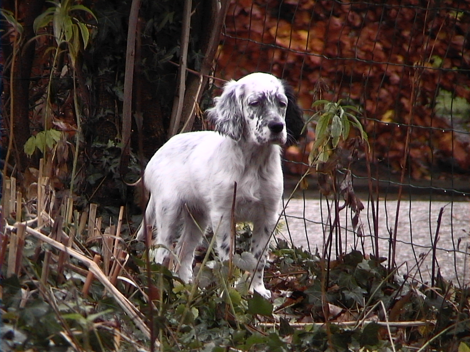 English Setter Puppies For Sale Price