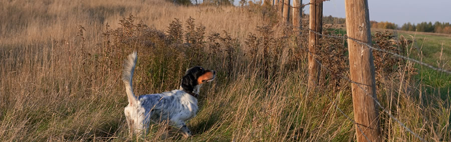 English Setter Puppies For Sale Price