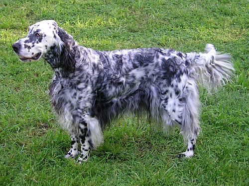 English Setter Puppies Pictures