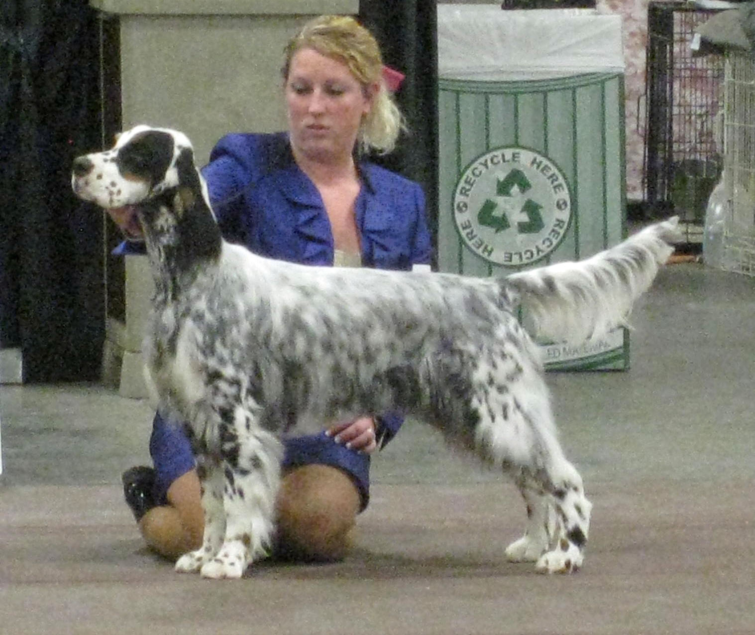 English Setter Puppies Pictures