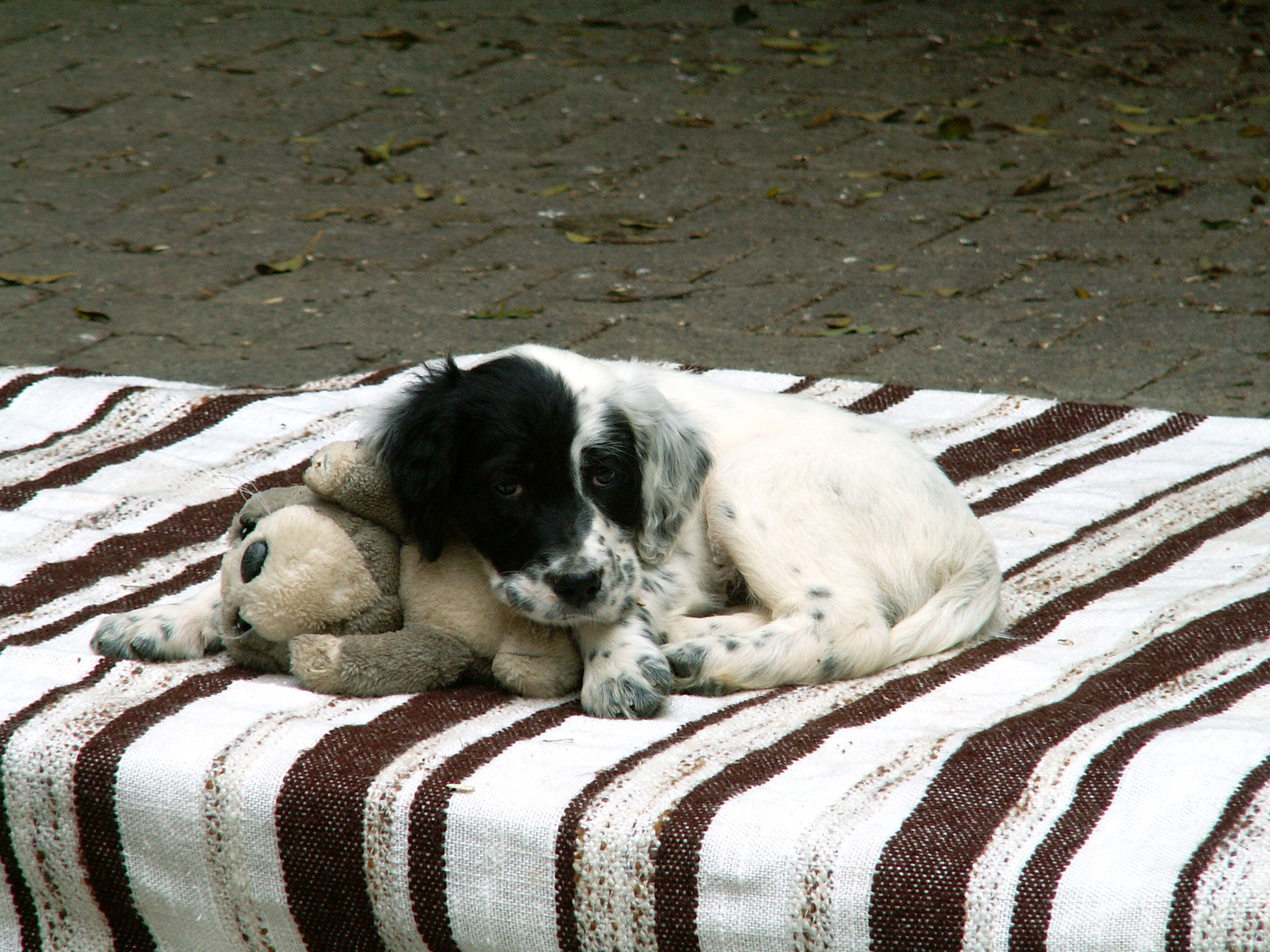 English Setter Puppies Pictures