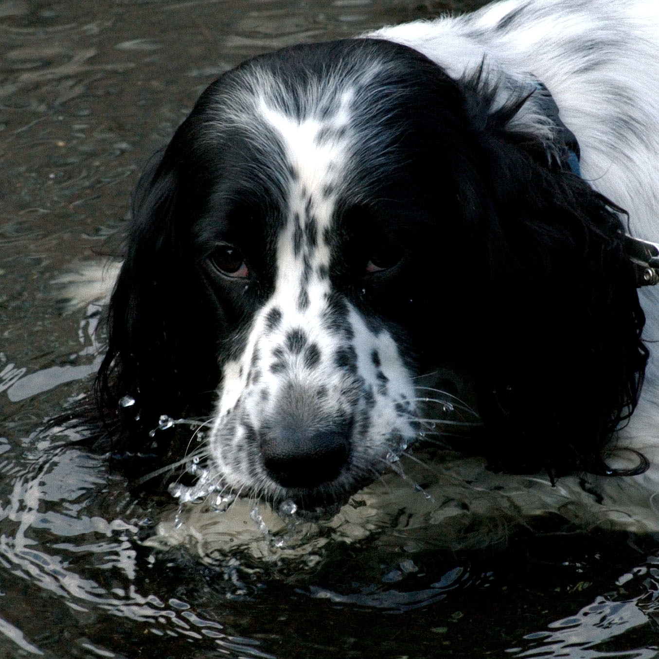 English Setter Pups