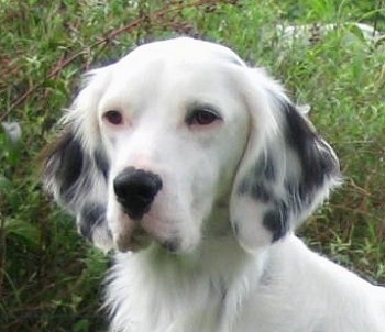 English Setter Pups