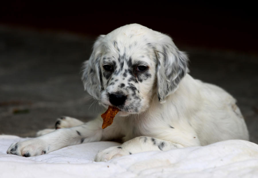 English Setter Pups