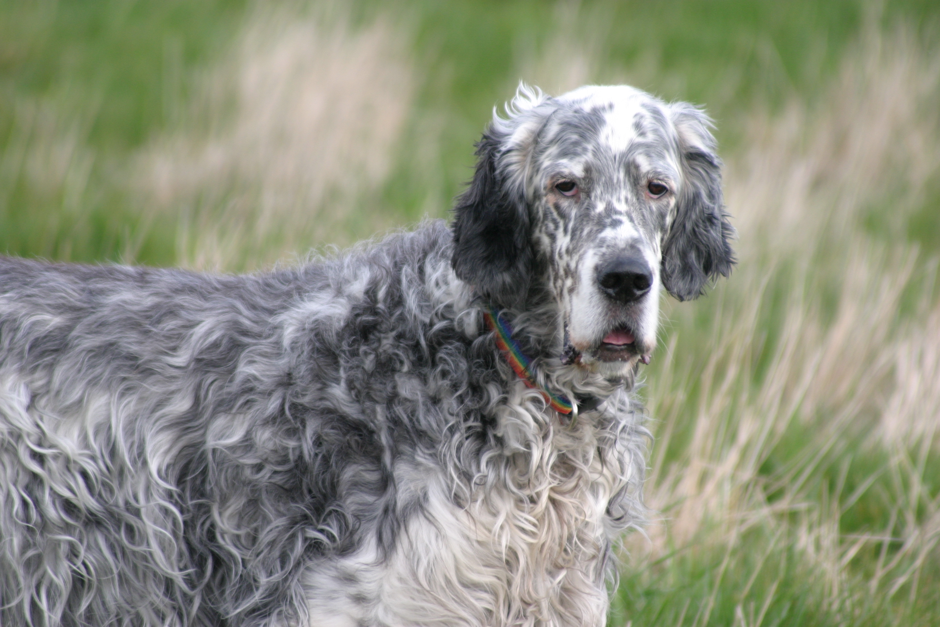 English Setter Pups