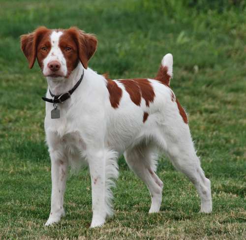 English Setter Spaniel