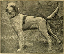 English Setter Spaniel