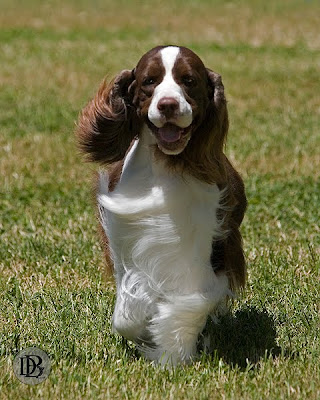 English Setter Spaniel